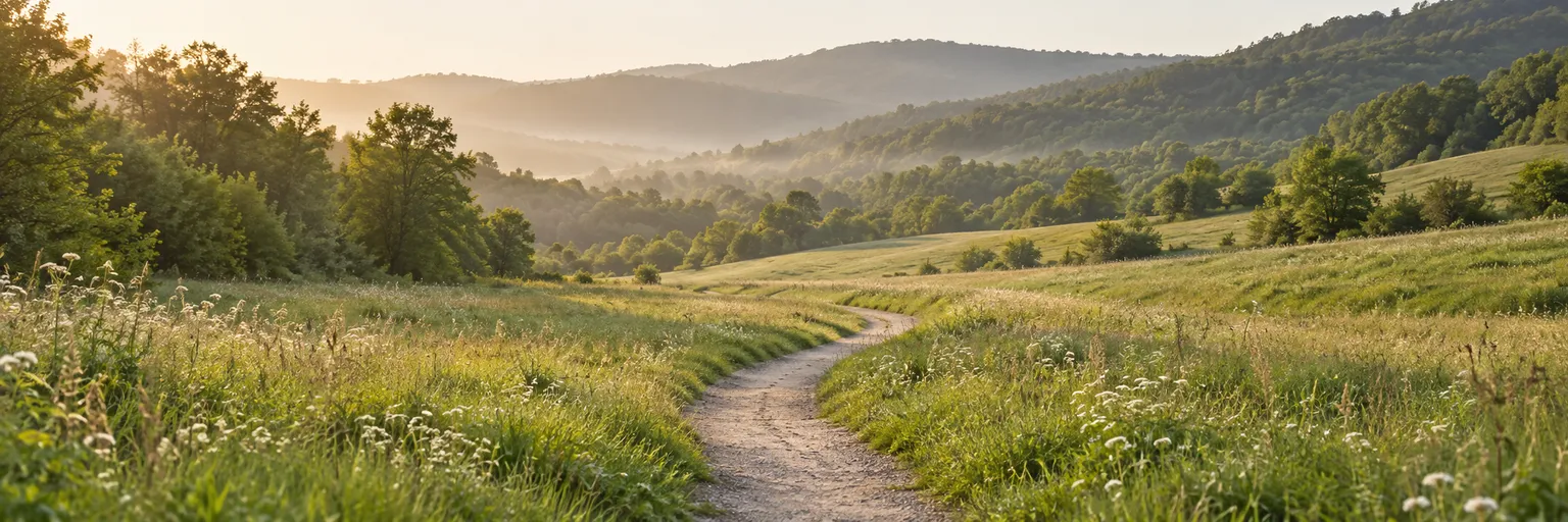 A quiet path winding through a green meadow